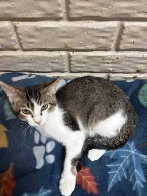A baby small-sized male Tabby cat named Dewey for adoption in Fayetteville, GA