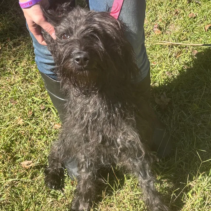 An adult medium-sized female Black Standard Poodle dog named Linda for adoption in Clanton, AL