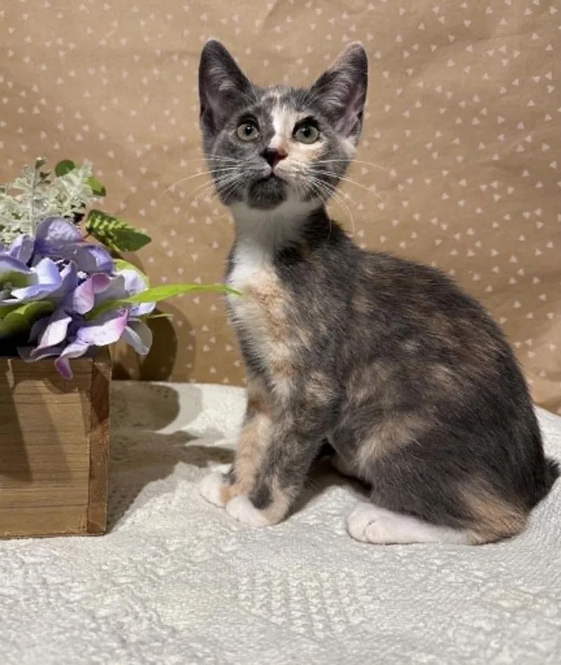 A baby small-sized female Domestic Short Hair cat named Matriarch for adoption in Groveland, MA