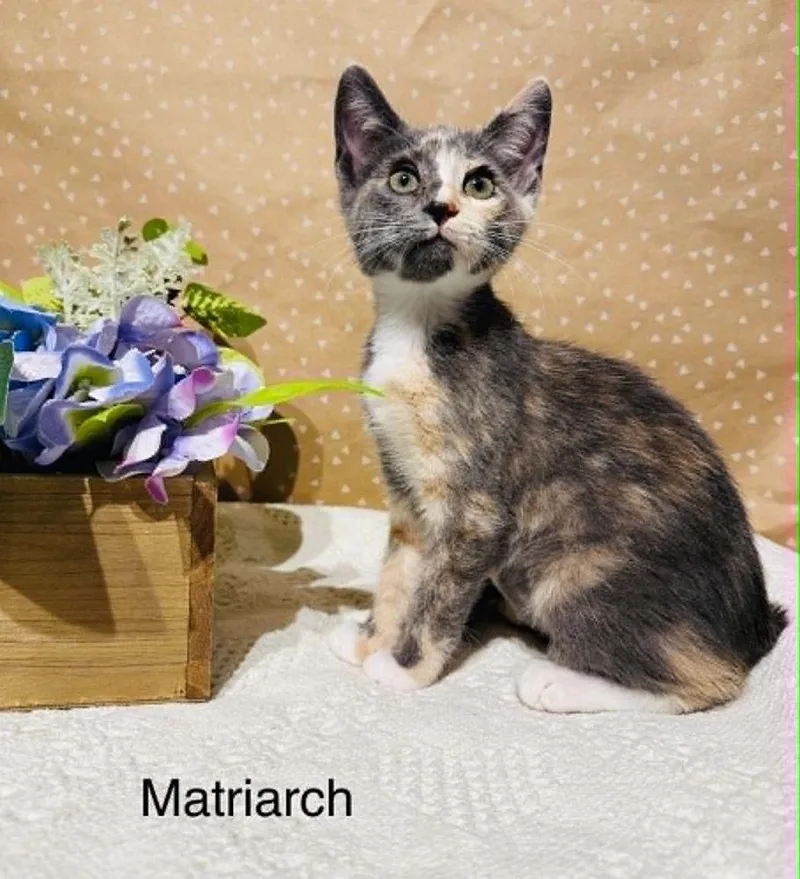 Matriarch thumbnail 2