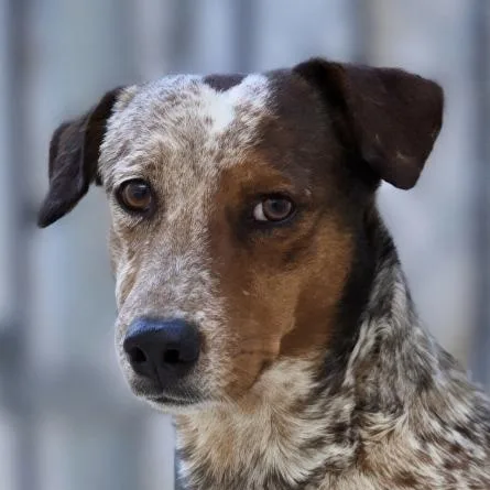 An adult small-sized male Black Dachshund dog named Polyester for adoption in Wickenburg, AZ