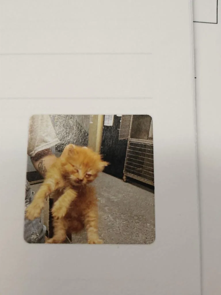 A baby medium-sized female Domestic Long Hair cat named Rhea for adoption in Republic, MO