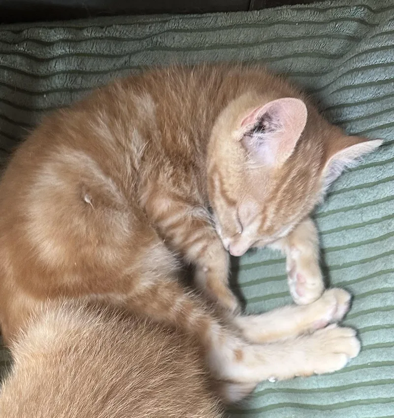 A baby medium-sized female Tabby (Orange / Red) Domestic Short Hair cat named FireFly for adoption in Sunnyside, WA