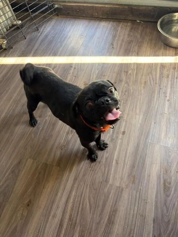 A young small-sized female Pug dog named Luna for adoption in Windsor, CO