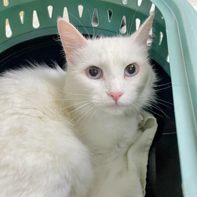 A young medium-sized female White Domestic Medium Hair cat named Jadis for adoption in Harrisonburg, VA