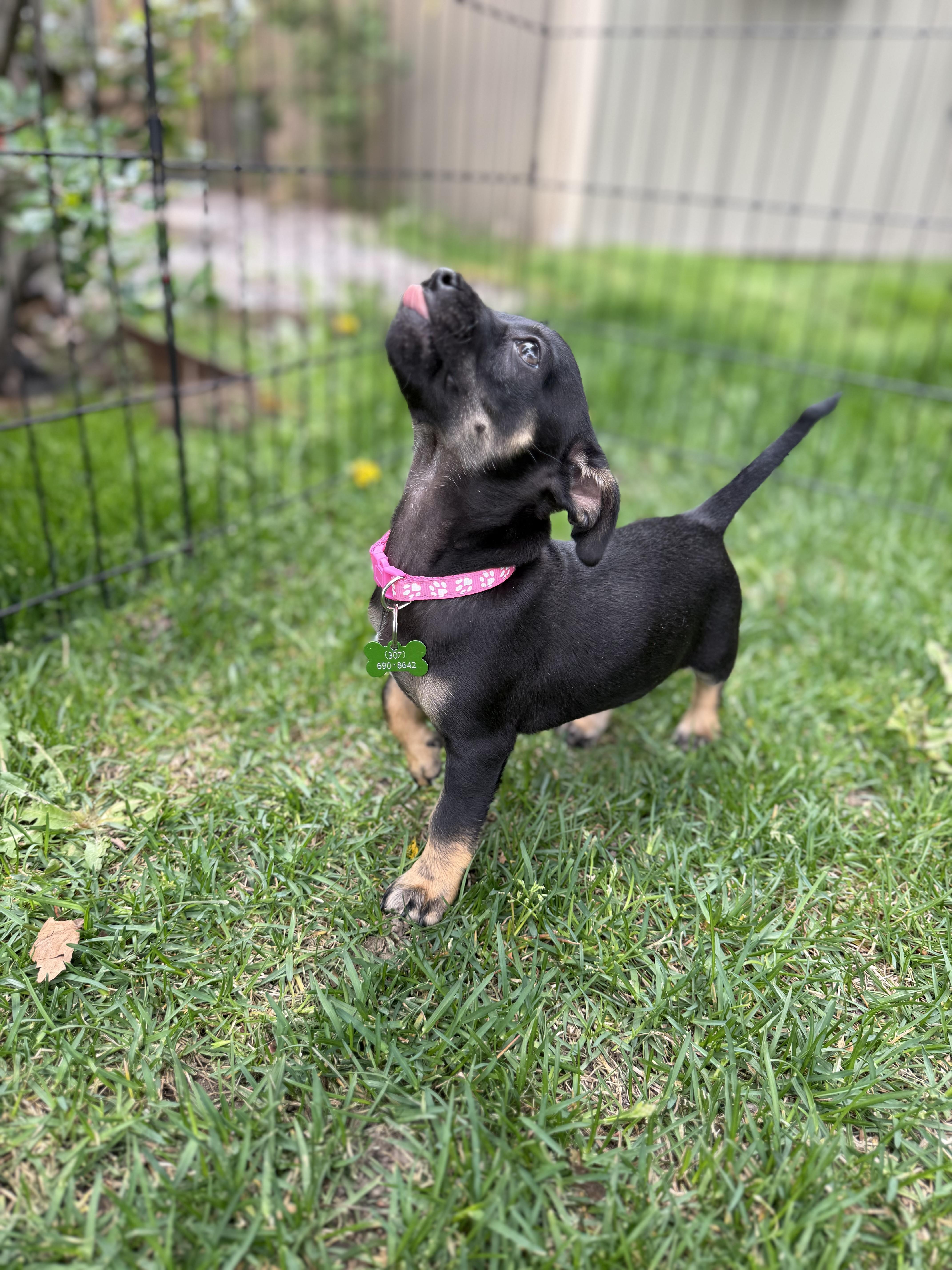 A baby small-sized female Black Mixed Breed dog named Pancake for adoption in Jackson, WY
