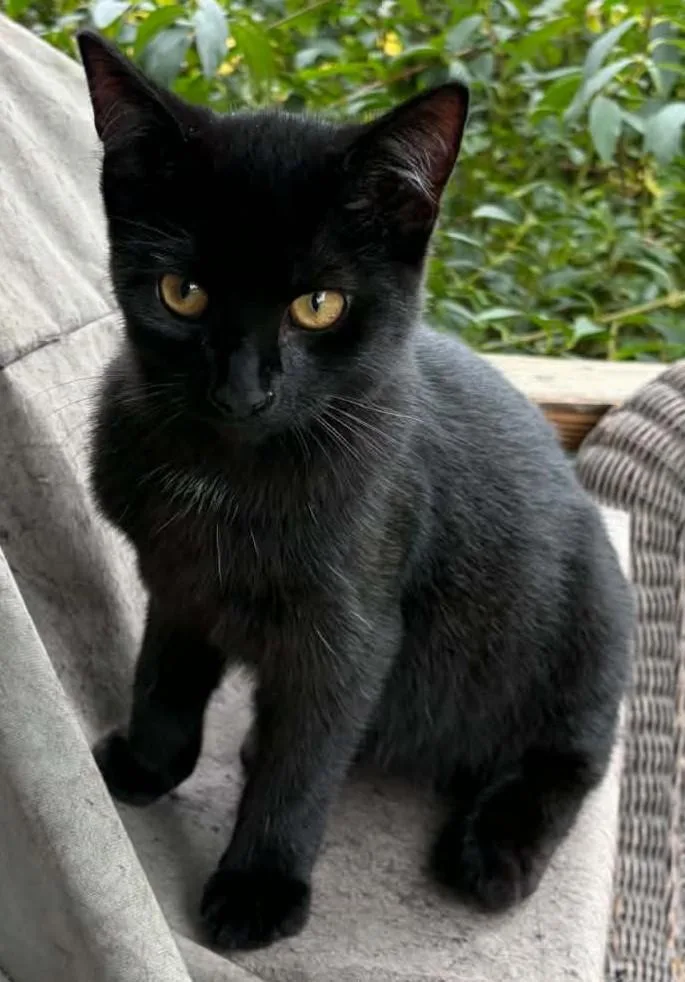 A baby small-sized male Black Domestic Short Hair cat named Hilo for adoption in Beckley, WV