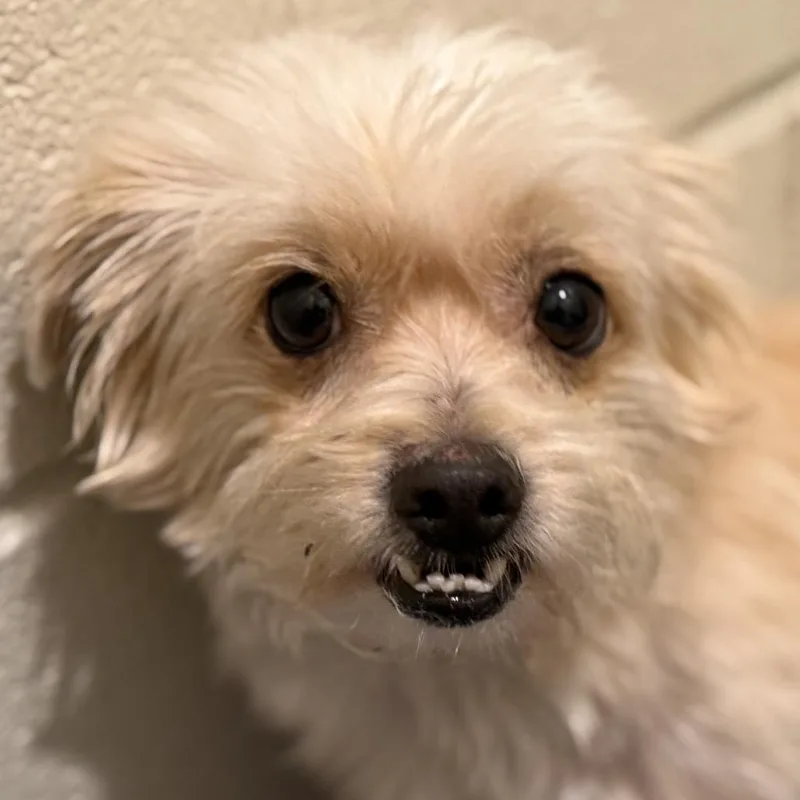 Shaggy  Cutest Underbite thumbnail 2