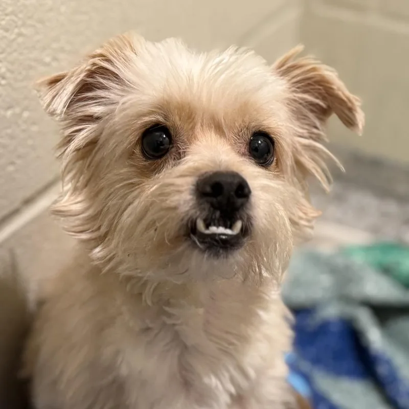 Shaggy  Cutest Underbite thumbnail 4