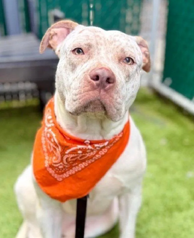 An adult large-sized male Mixed Breed dog named Pibbles for adoption in New York, NY