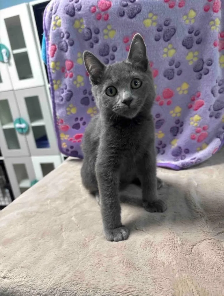 A baby small-sized male Domestic Short Hair cat named Earl Grey for adoption in Brookings, OR