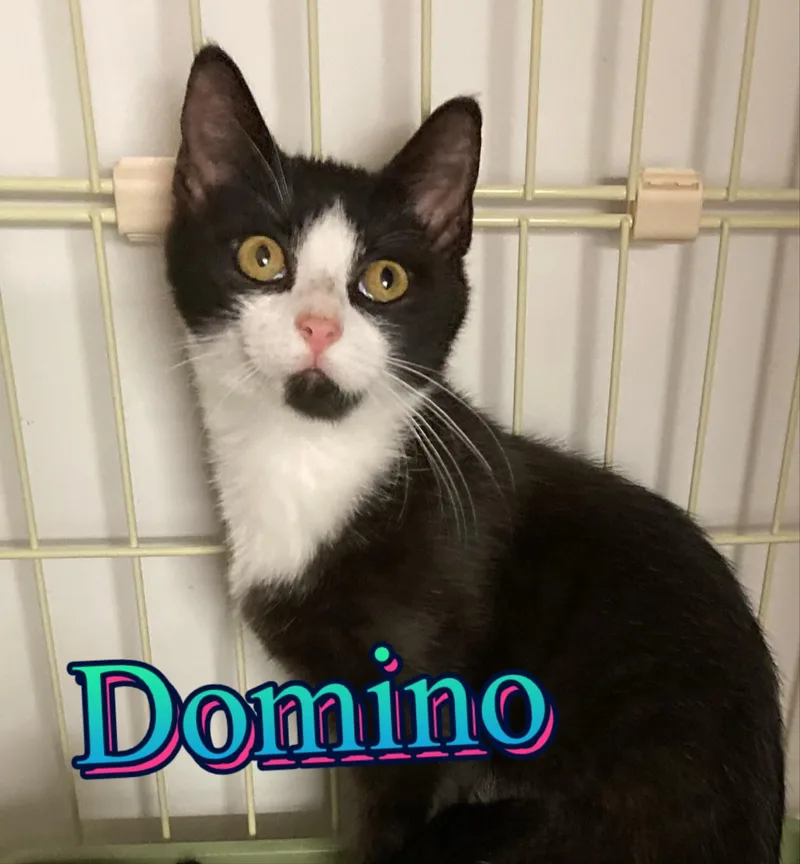 Domino