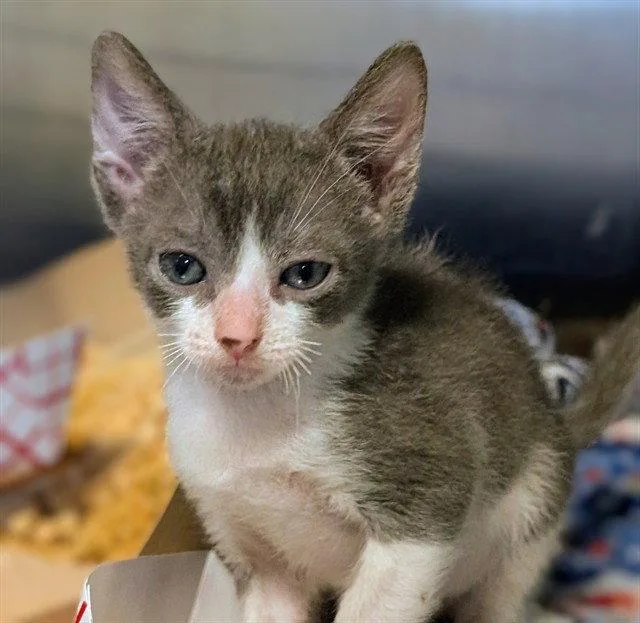 A baby small-sized male Gray / Blue / Silver Domestic Short Hair cat named Timothy for adoption in Tavares, FL