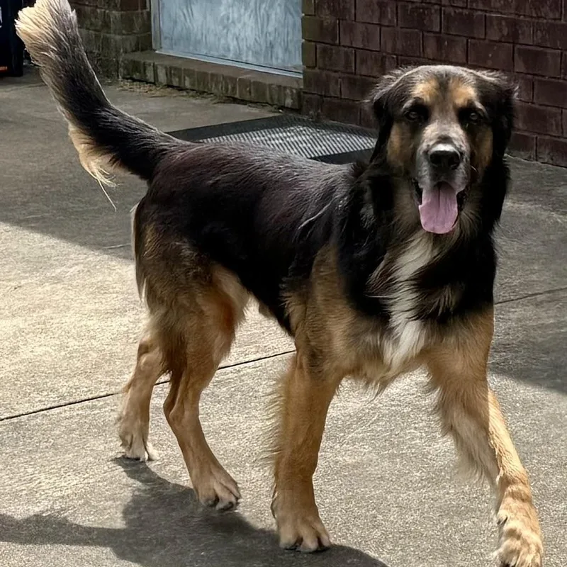 A young large-sized male Golden Retriever dog named Argiro for adoption in New Canaan, CT