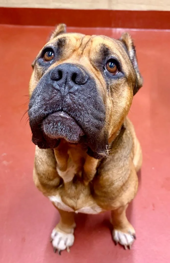 An adult large-sized male Cane Corso dog named Pumba for adoption in Douglasville, GA