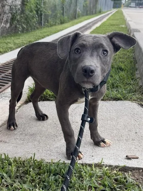 A baby small-sized female Pit Bull Terrier dog named Meredith for adoption in Conroe, TX