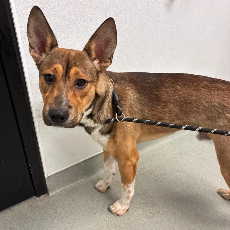 A young medium-sized male Yellow / Tan / Blond / Fawn Shepherd dog named Waygu for adoption in Abilene, TX
