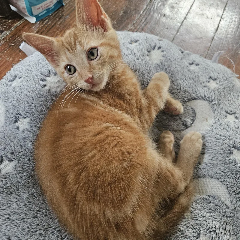 A baby large-sized male Orange / Red Tabby cat named Squeem for adoption in Wilmington, NC