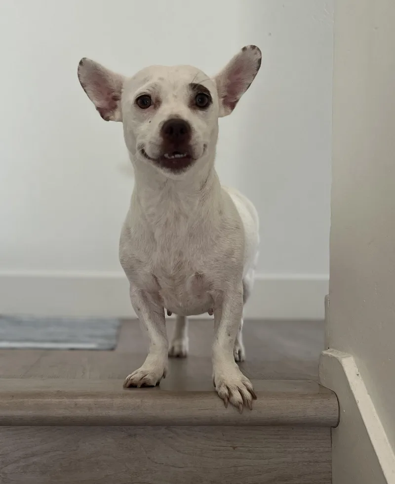 A young small-sized female White / Cream Chihuahua dog named Cinderblock for adoption in Milwaukie, OR