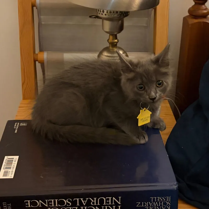 A baby small-sized male Gray / Blue / Silver Domestic Short Hair cat named Churro for adoption in Springfield, MA
