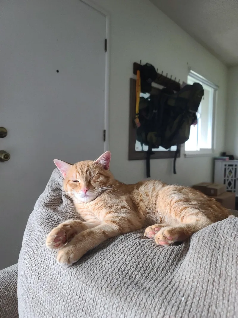 Garfield thumbnail 2