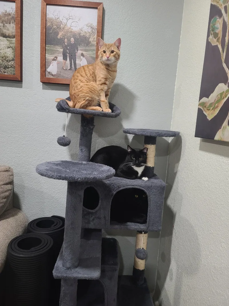 Garfield thumbnail 5