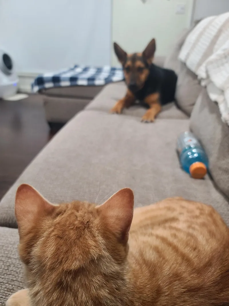 Garfield thumbnail 6