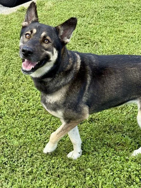An adult medium-sized female Mixed Breed dog named Spectra for adoption in Fort Walton Beach, FL
