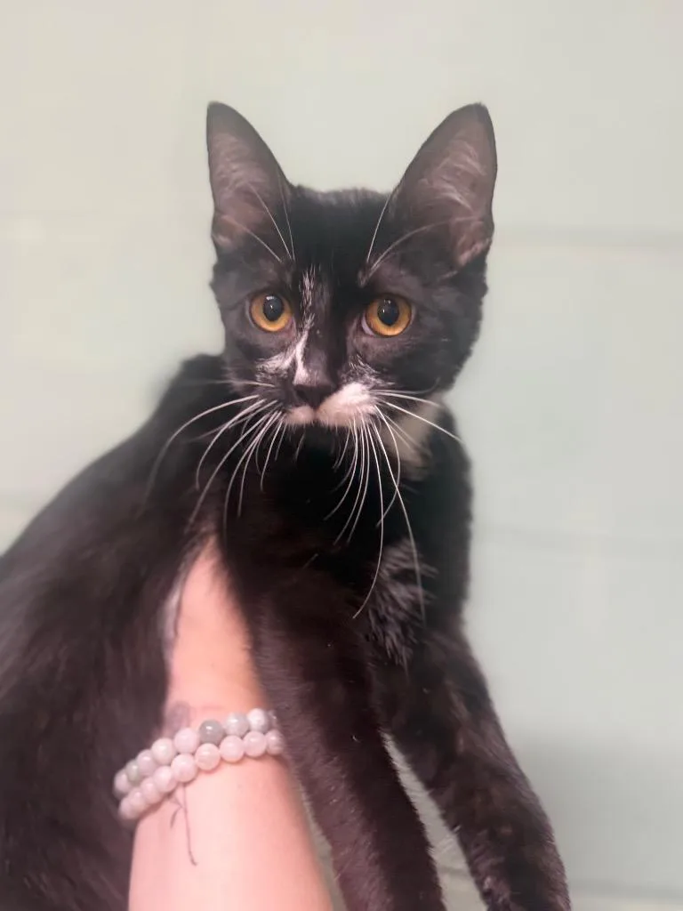 A baby medium-sized female Domestic Short Hair cat named Oreo for adoption in Waverly, TN