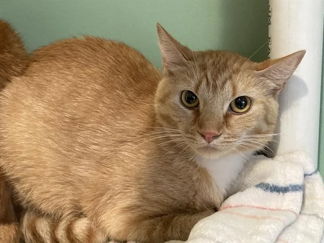 An adult small-sized male Domestic Short Hair cat named Chris for adoption in Tustin, CA