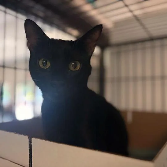 An adult medium-sized female Black Domestic Short Hair cat named Lymph Bizkit for adoption in Davenport, IA