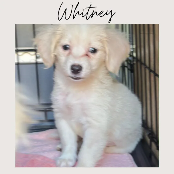 A baby small-sized female White / Cream Maltipoo dog named Whitney for adoption in San Juan Capistrano, CA
