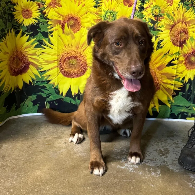 An adult large-sized female Red / Chestnut / Orange Border Collie dog named Trixie May for adoption in Eureka Springs, AR