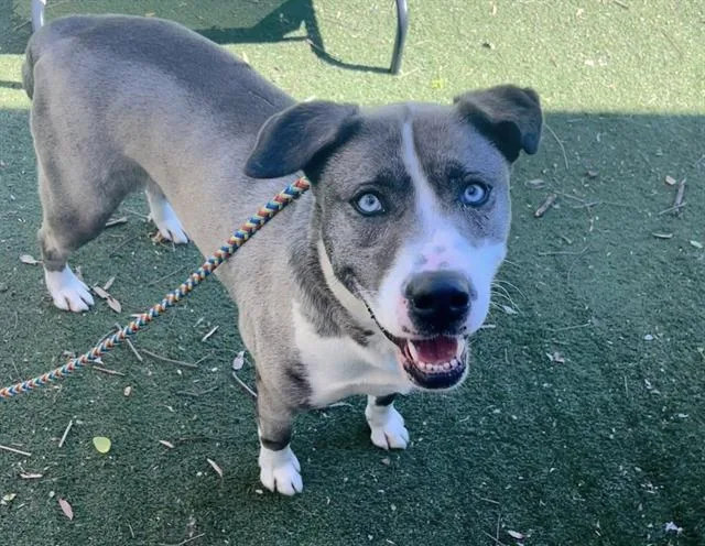 An adult medium-sized female Siberian Husky dog named Lola for adoption in Charlotte, NC