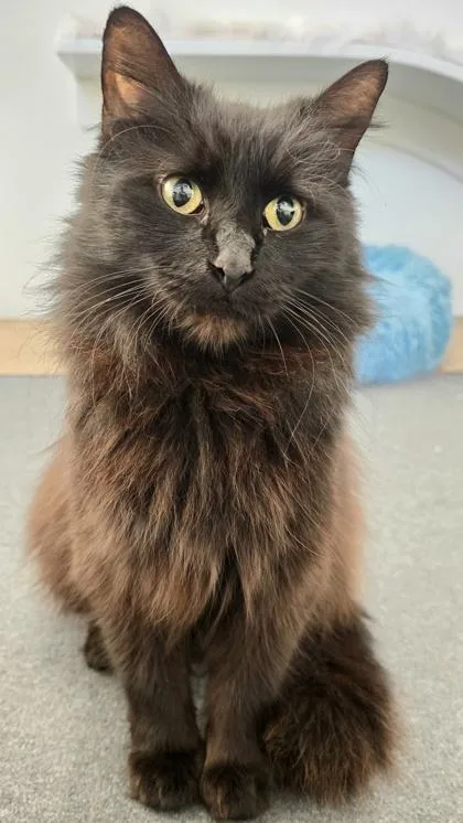 An adult medium-sized female Chocolate Point Ragamuffin cat named Sundae for adoption in Downers Grove, IL