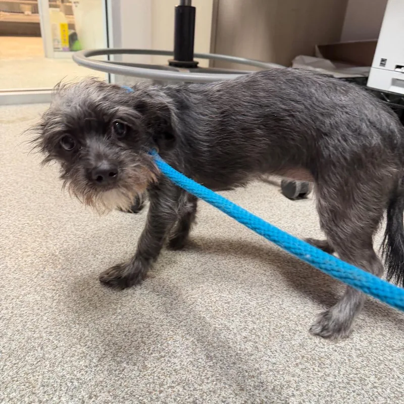 A young small-sized female Terrier dog named Charli for adoption in Englewood, FL