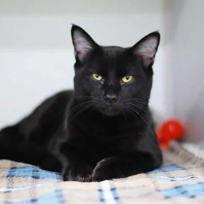 A baby small-sized male Black Domestic Short Hair cat named Leo for adoption in Atlanta, GA