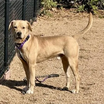 Fred Flinstone thumbnail 2