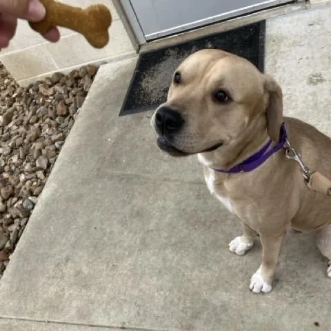 Fred Flinstone thumbnail 3