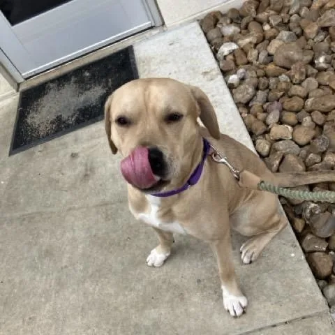 Fred Flinstone thumbnail 4