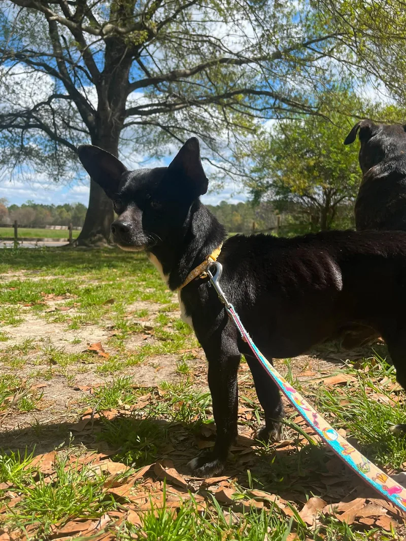 Midnight thumbnail 2