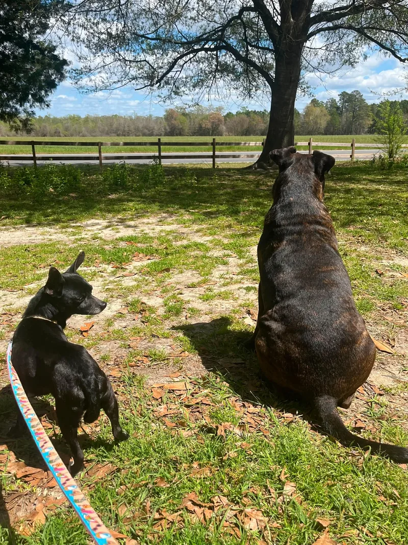 Midnight thumbnail 3