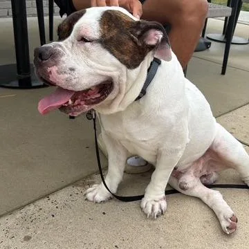 An adult large-sized male American Bulldog dog named Sergeant for adoption in Birdsboro, PA