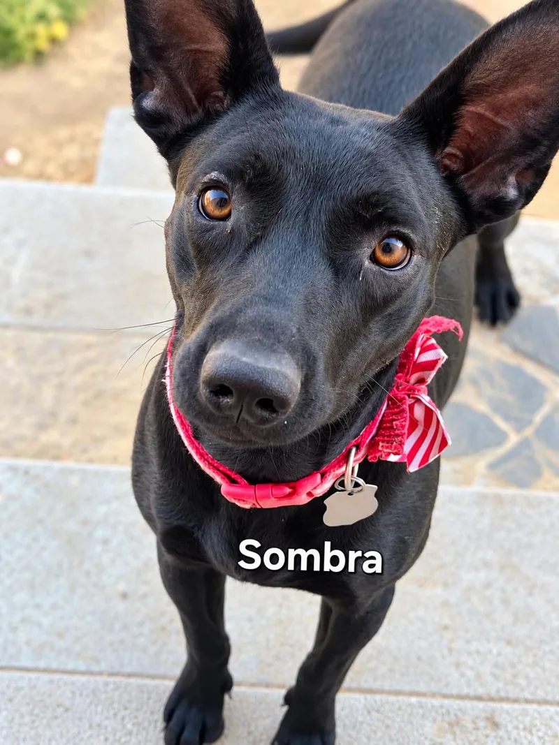 A young medium-sized female Black Shepherd dog named Sombra for adoption in Palm Desert, CA