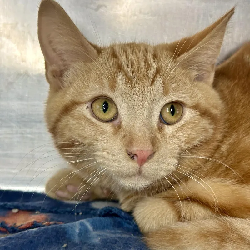 A baby small-sized male Orange / Red Domestic Short Hair cat named Bodie for adoption in Matteson, IL