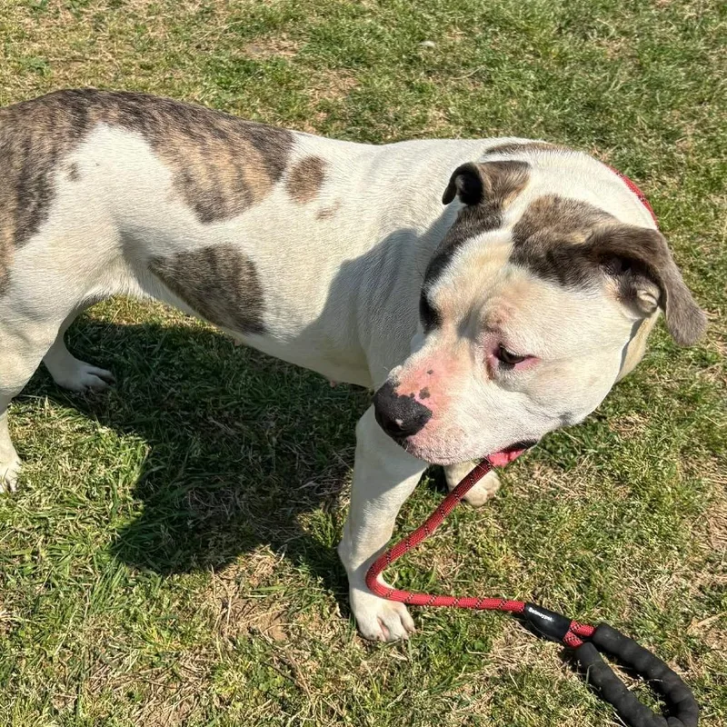 An adult large-sized female White / Cream American Staffordshire Terrier dog named Phoebe for adoption in Hackett, AR