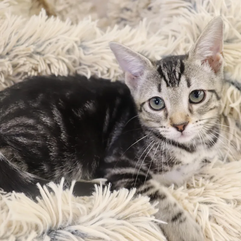 A baby medium-sized female Domestic Short Hair cat named Lux  Coming Soon for adoption in League City, TX