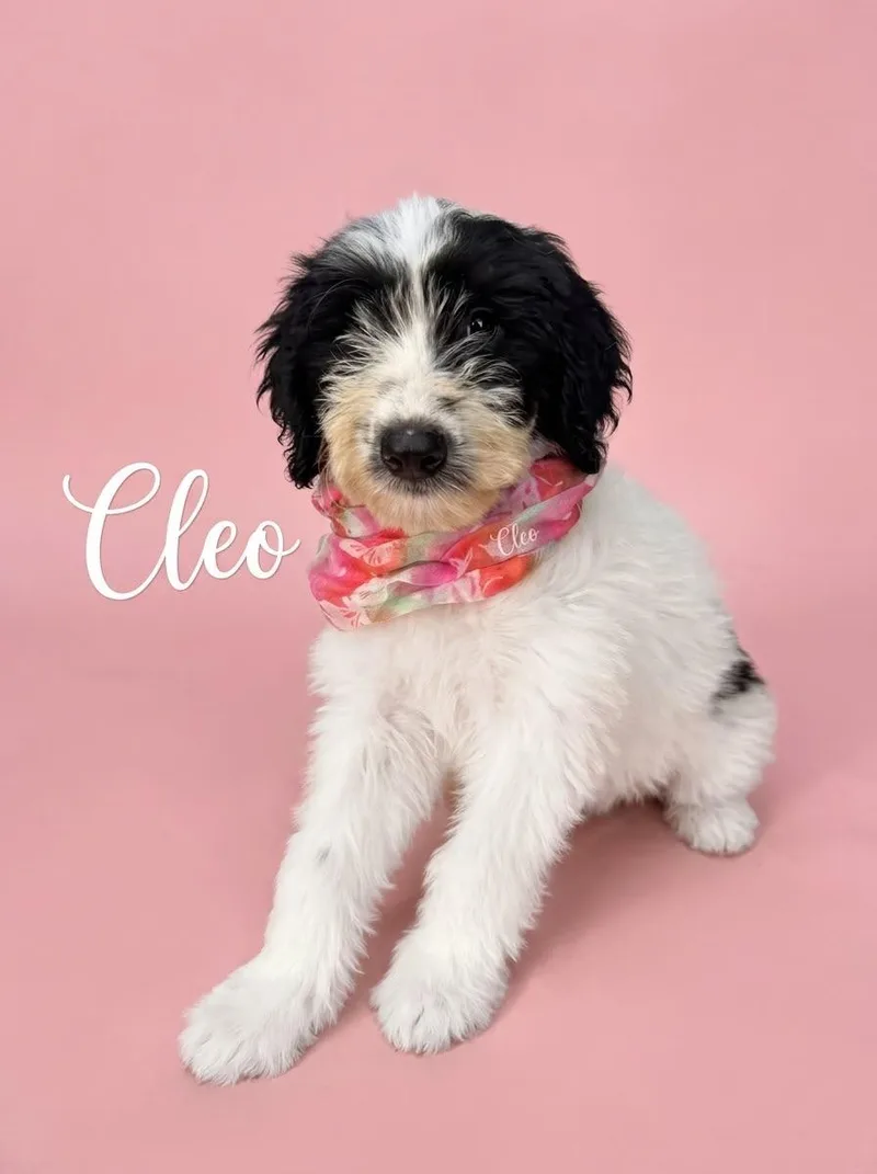 A young large-sized female Sheepadoodle dog named Cleo for adoption in Chula Vista, CA