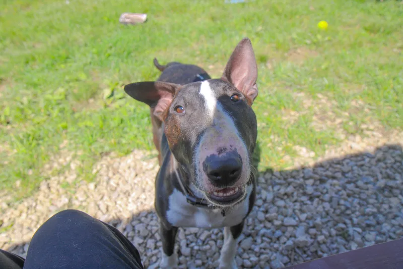A young medium-sized female Bicolor Bull Terrier dog named Henney for adoption in Plain City, OH