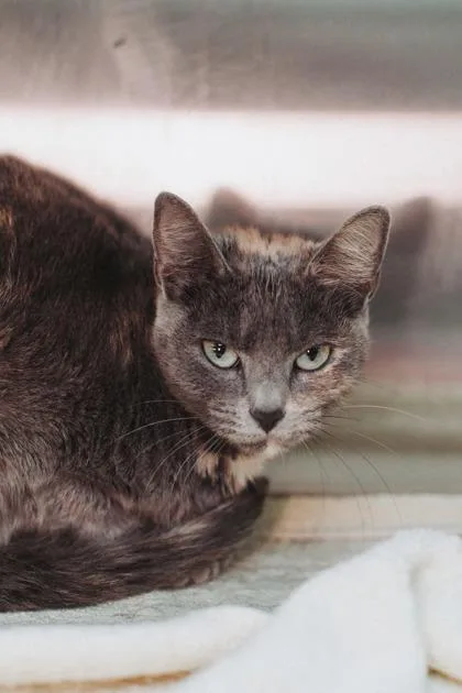 An adult small-sized female Domestic Short Hair cat named a Raya for adoption in North Charleston, SC